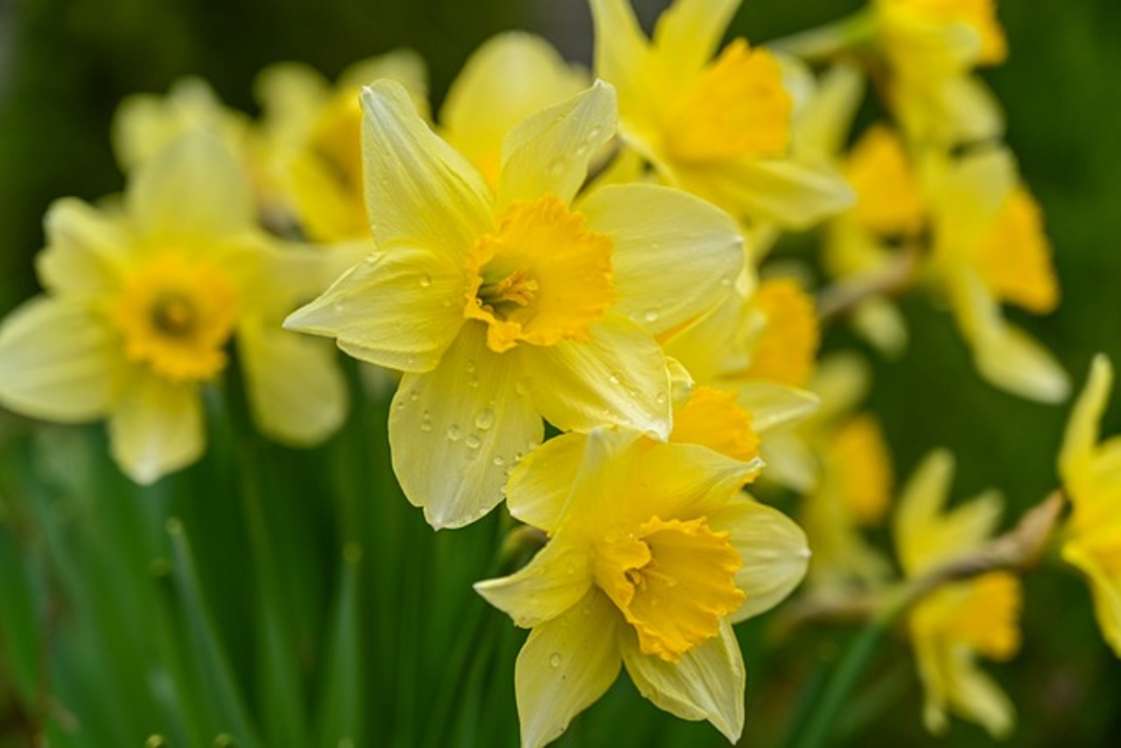 wild-daffodils-g41f39eb43_640.jpg